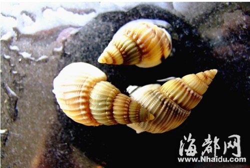 男童吃麦螺中毒“身亡” 送火葬场途中却睁开眼