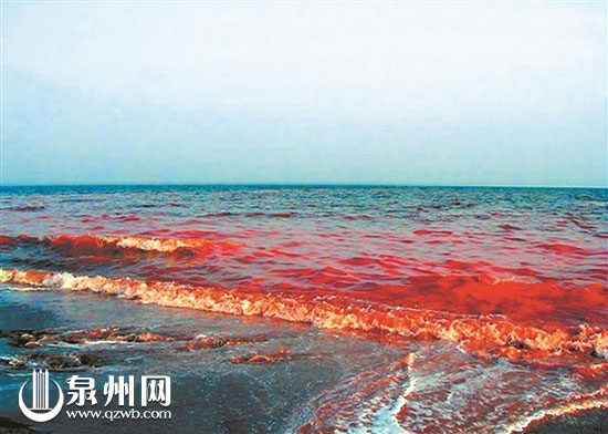 > 正文 赤潮出现后,福建省海洋与渔业厅启动赤潮灾害二级应急响应程序
