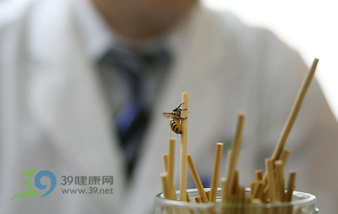 专访：岭南中医无痛蜂疗法（图）