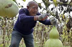 （经济）（2）山西安泽：葫芦种植促增收