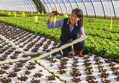 （经济）（1）河北永清：无土水培蔬菜助推产业升级