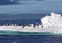 （第35次南极科考·图文互动）（10）特写：南极西冰架的冰山与动物世界