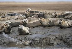 （环境）（1）斑海豹洄游栖息辽河入海口